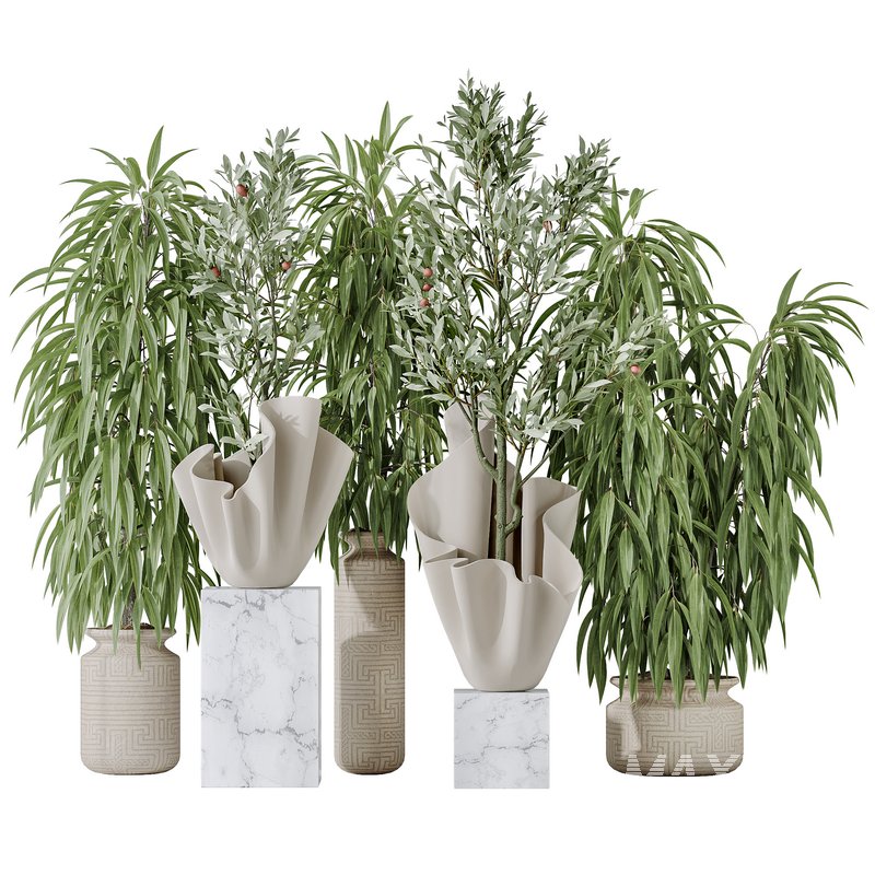 Maclellandii Braid and Mission Olive Tree Indoor Vase - Image 1