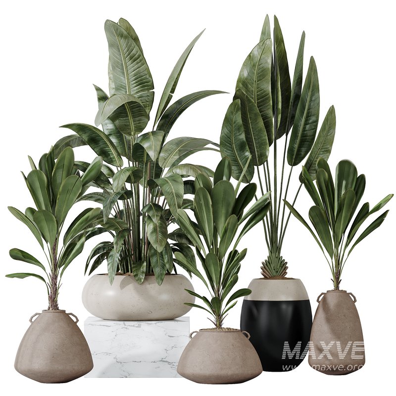 Licuala Grandis Ruffled Fan Palm - Image 1