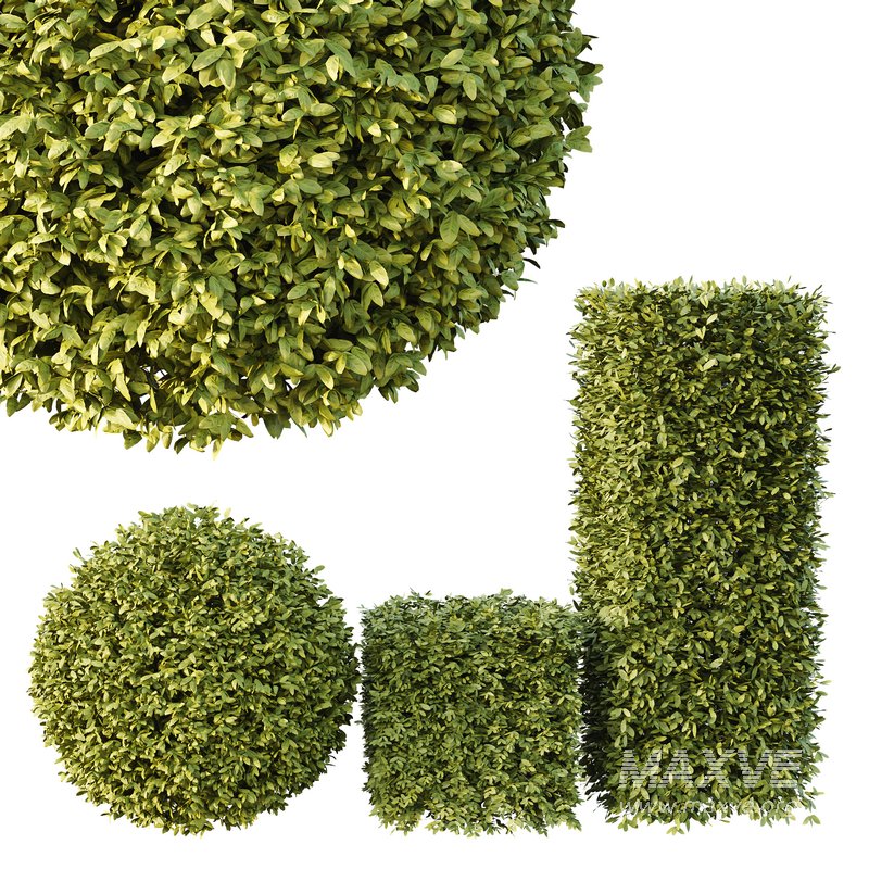 Dwarf Burning Bush Box Sphere - Image 3