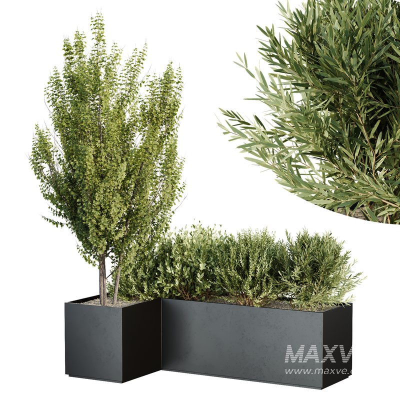 HQ Tree and bush garden box outdoor VOL 57 - Image 3