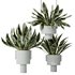 HQ HousePlants Snake Green Sansevieria Trifasciata Laurentii Rubia Set02 - Thumbnail 1