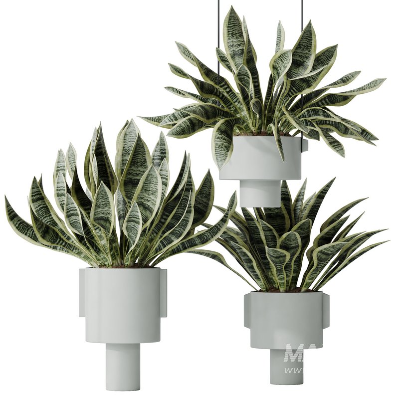 HQ HousePlants Snake Green Sansevieria Trifasciata Laurentii Rubia Set02 - Image 1