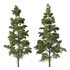 Chamaecyparis thyoides Tree05 - Thumbnail 1