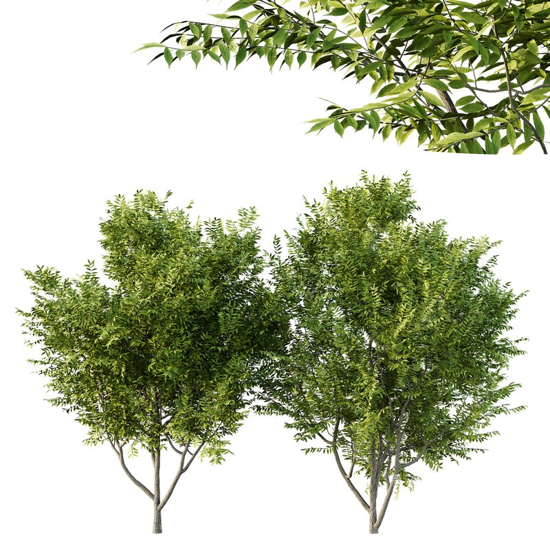 Manchurian Ash Tree01 - Image 1