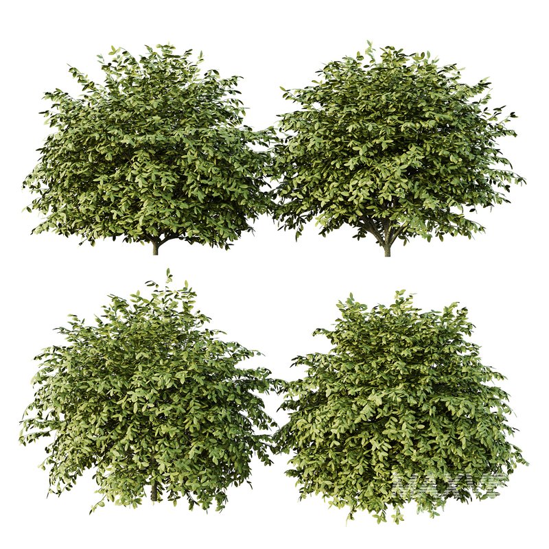 Dwarf Burning Bush01 - Image 2