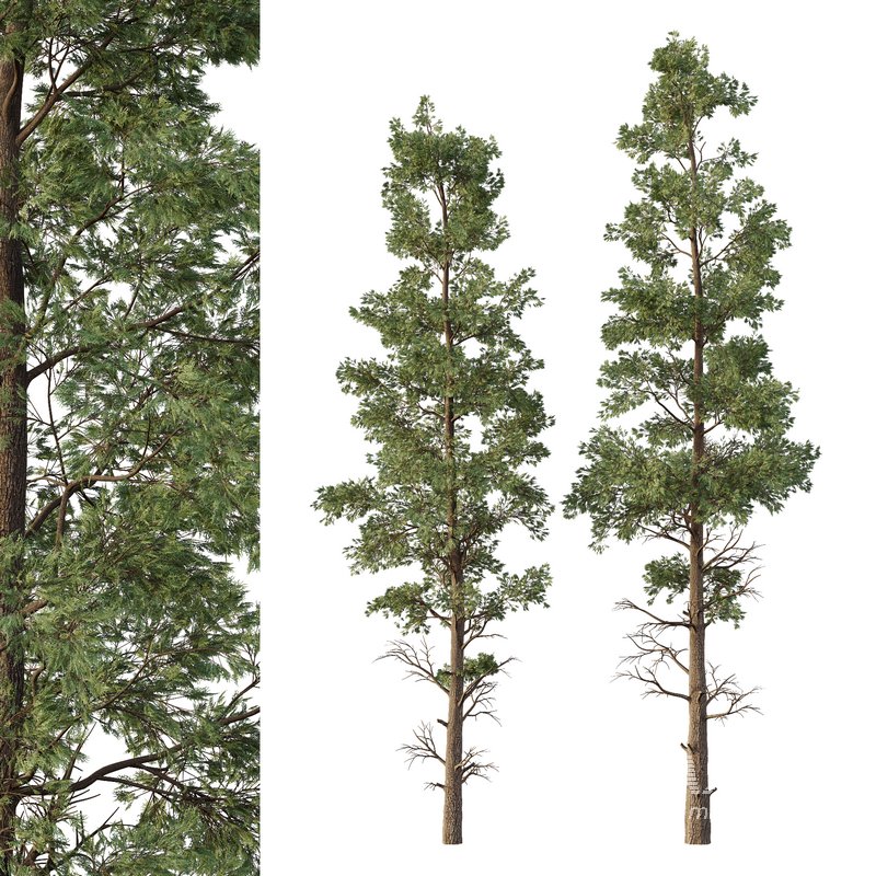 Chamaecyparis thyoides Tree01 - Image 1