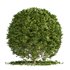 Boxwood ball - Thumbnail 1