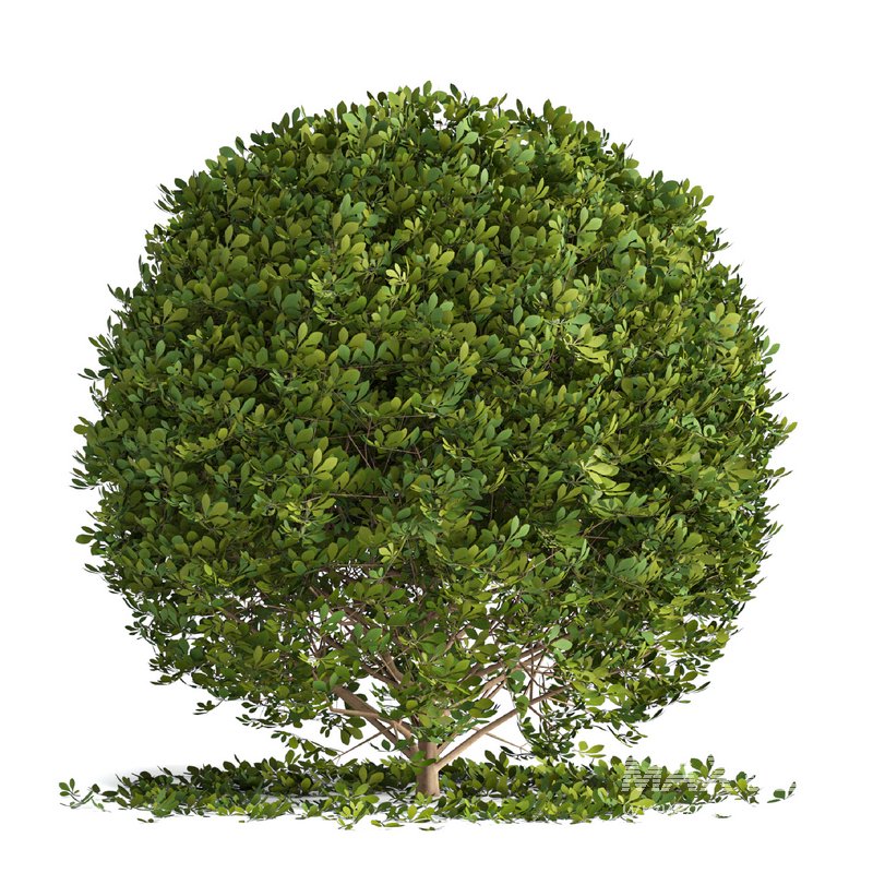Boxwood ball - Image 1