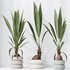 HousePlants Genus Cocos nucifera Coconut Palm - Thumbnail 2