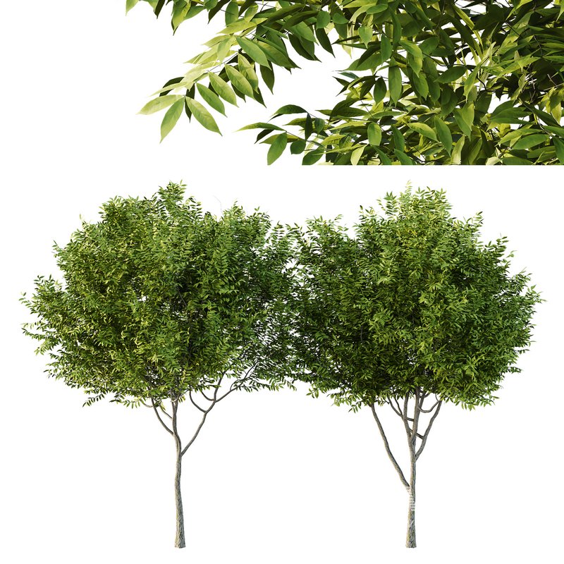 Manchurian Ash Tree02 - Image 1