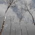 Ulmus changii and Acer Saccharinum Winter snow trees - Thumbnail 3