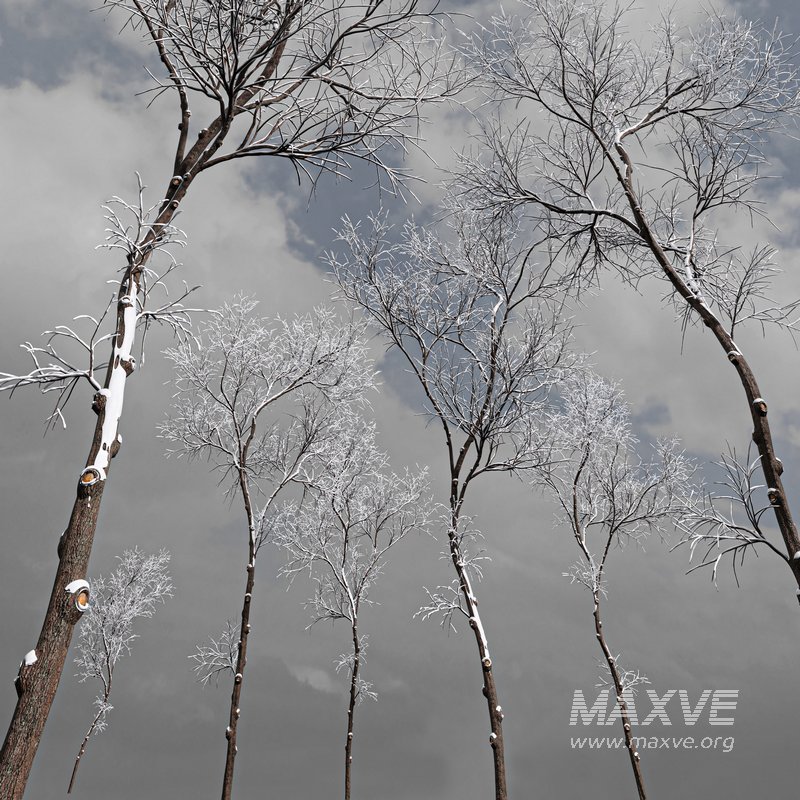 Ulmus changii and Acer Saccharinum Winter snow trees - Image 3
