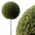 Spherical tree03 - Thumbnail 2