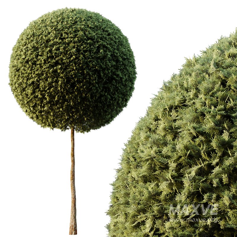 Spherical tree03 - Image 2