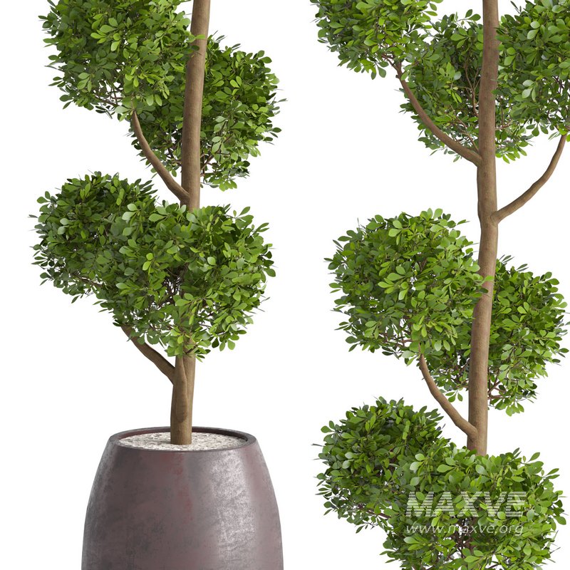 Junipers in sepia Duo ceramic planters - Image 2