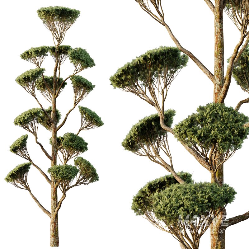 Spherical tree05 - Image 3