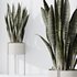 HQ HousePlants Snake Green Sansevieria Trifasciata Robusta - Thumbnail 2