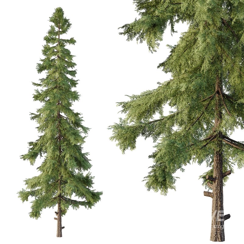 Alaska cedar Tree02 - Image 3