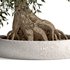 bonsai indoor plant set 03 3D model - Thumbnail 3