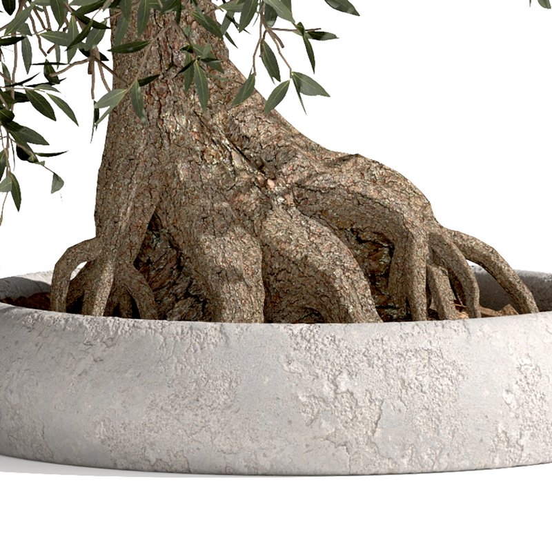bonsai indoor plant set 03 3D model - Image 3