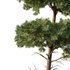 Chamaecyparis thyoides Tree02 - Thumbnail 3