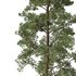 Chamaecyparis thyoides Tree01 - Thumbnail 2