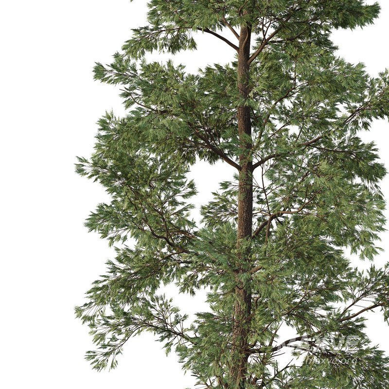 Chamaecyparis thyoides Tree01 - Image 2