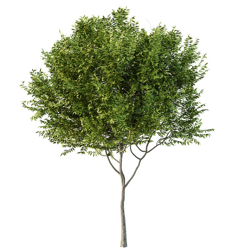 Manchurian Ash Tree02 - Image 3