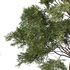 Chamaecyparis thyoides Tree05 - Thumbnail 2