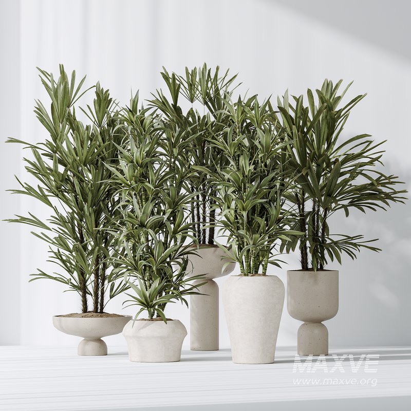 Dracaena Warneckii Lemon and Rhapis Excelsa vases - Image 3