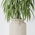 Maclellandii Braid and Mission Olive Tree Indoor Vase - Thumbnail 3