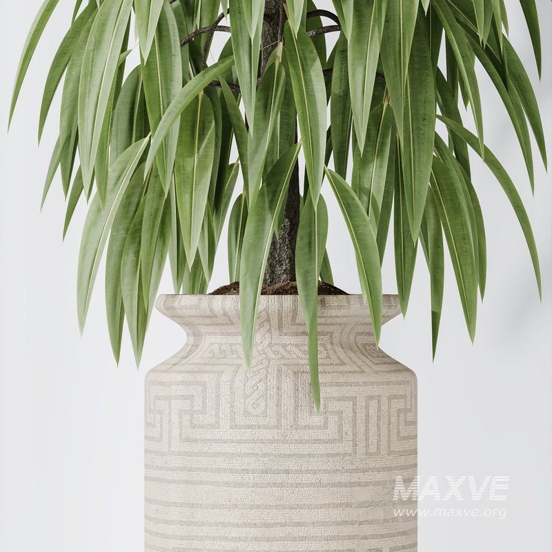 Maclellandii Braid and Mission Olive Tree Indoor Vase - Image 3