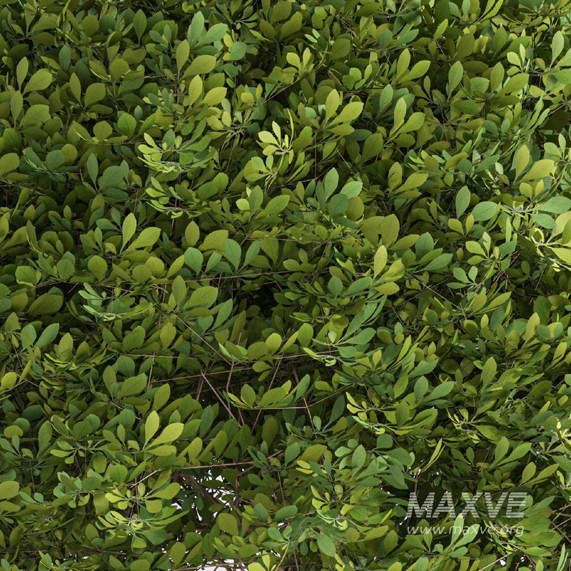 Boxwood ball - Image 2