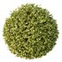 Dwarf Burning Bush Box Sphere - Thumbnail 2