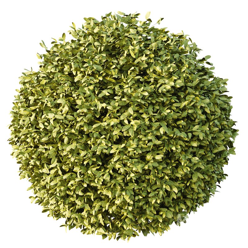 Dwarf Burning Bush Box Sphere - Image 2