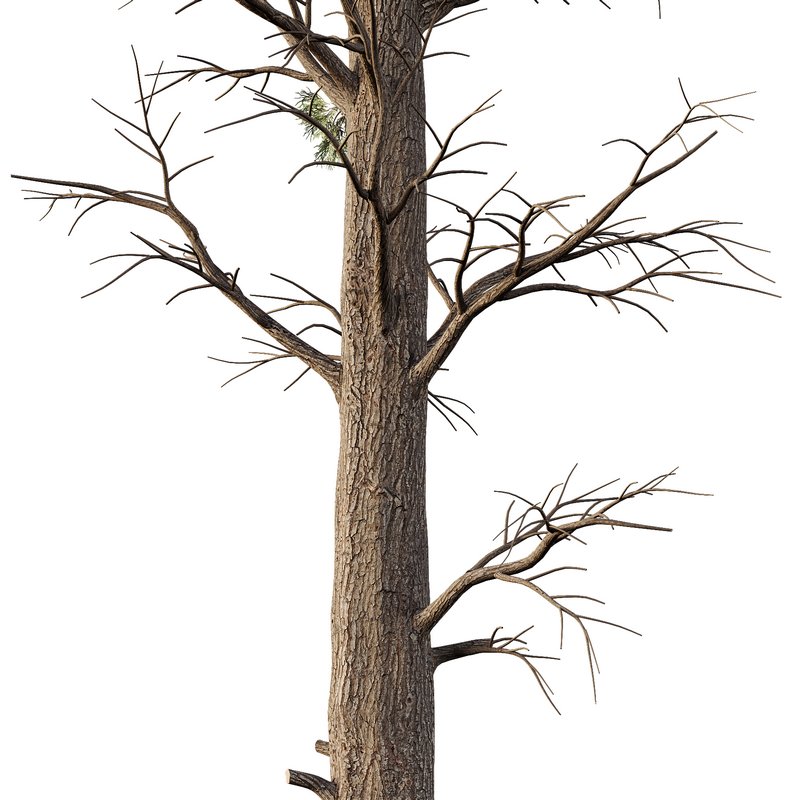 Chamaecyparis thyoides Tree - Image 2