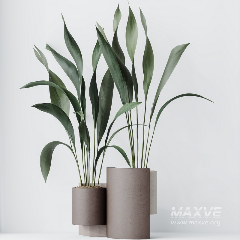 HQ HousePlants Aspidistra Elatior Cast iron Plant Set02 - Image 3