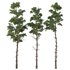 Chamaecyparis thyoides Tree03 - Thumbnail 2