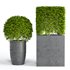 Potted Topiary Buxus 01 - Thumbnail 2