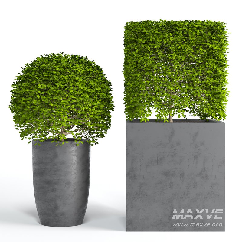 Potted Topiary Buxus 01 - Image 2