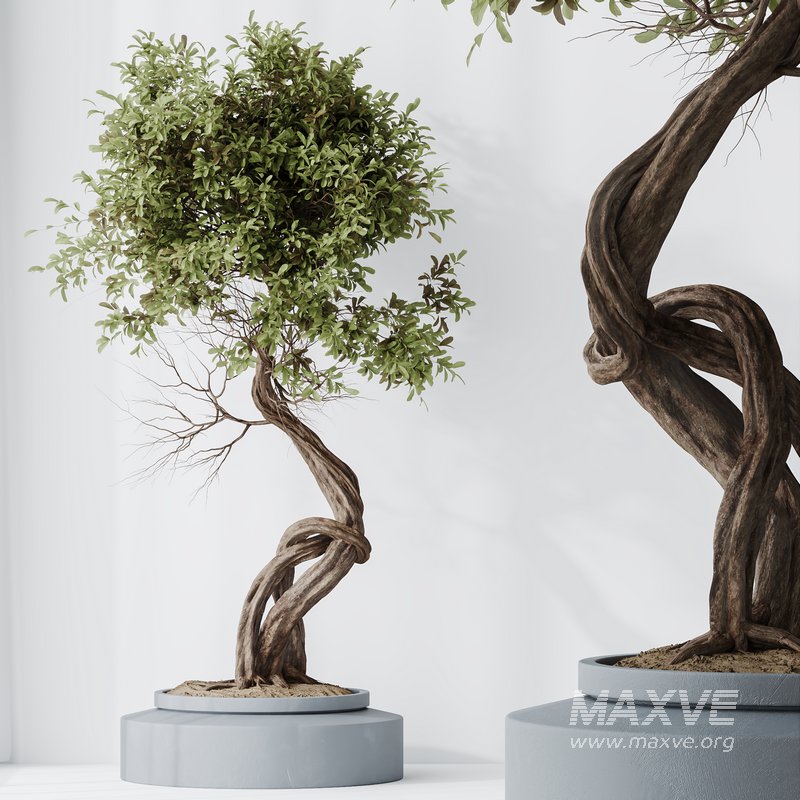 HousePlants Ficus Retusa Microcarpa Bonsai Ginseng03 - Image 2