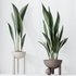 HQ HousePlants Aspidistra Elatior Cast iron Plant - Thumbnail 2