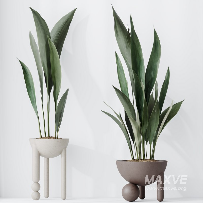 HQ HousePlants Aspidistra Elatior Cast iron Plant - Image 2