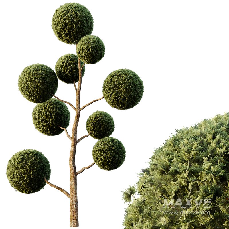 Spherical tree04 - Image 2