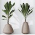 HQ HousePlants Licuala Grandis Ruffled Fan Palm Set02 - Thumbnail 2