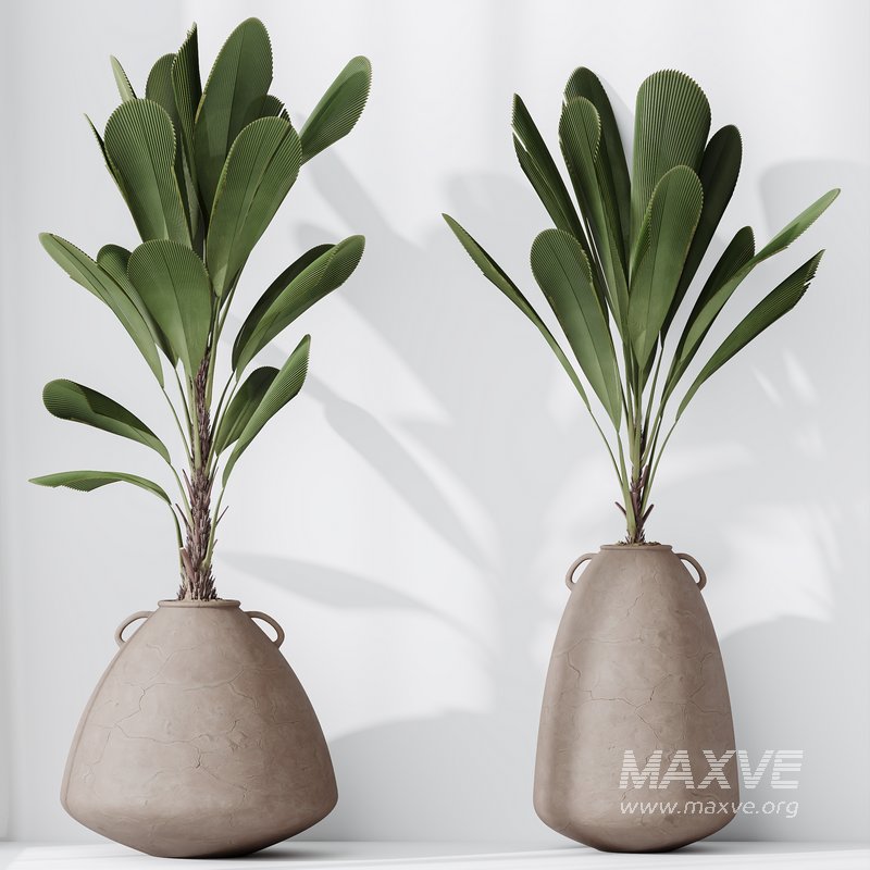 HQ HousePlants Licuala Grandis Ruffled Fan Palm Set02 - Image 2