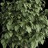 Bushes set 01 - Thumbnail 3