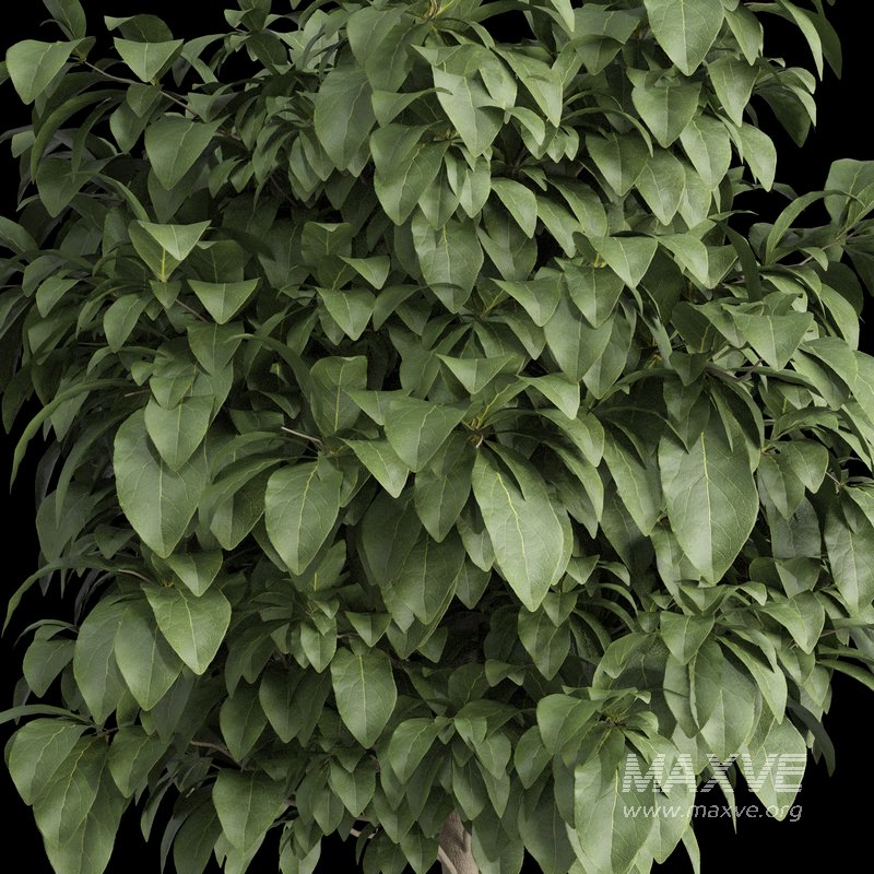 Bushes set 01 - Image 3