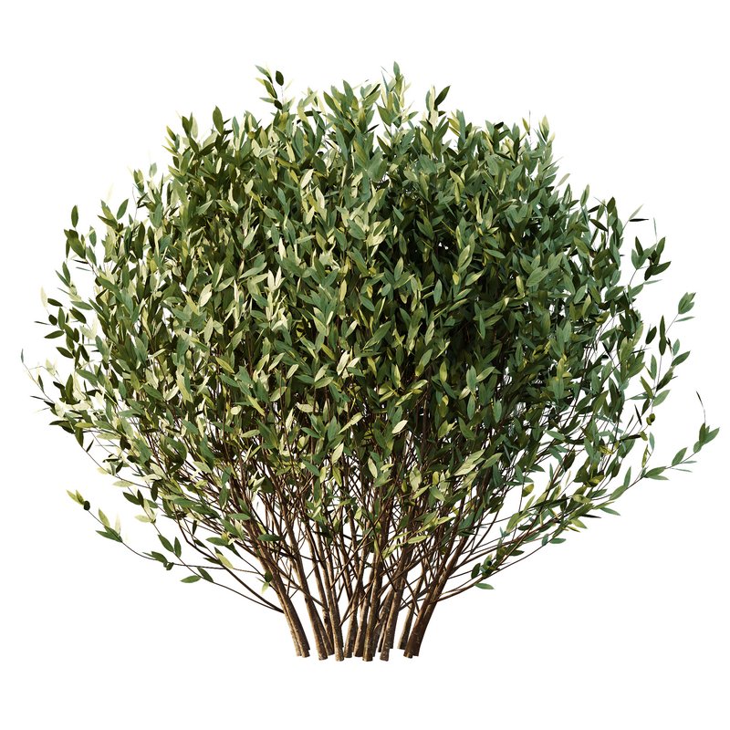 Dwarf Burning Bush03 - Image 3