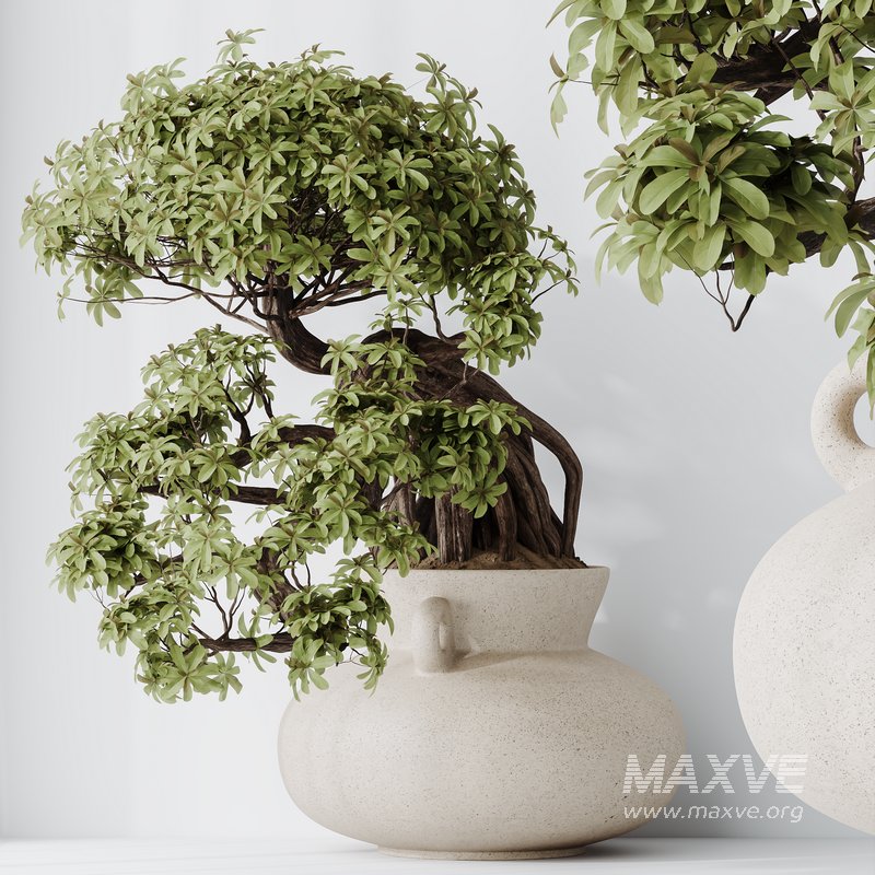 HQ HousePlants Ficus Retusa Microcarpa Bonsai Ginseng09 - Image 4